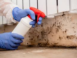 Best Emergency Mold Remediation in Cedarhurst, NY